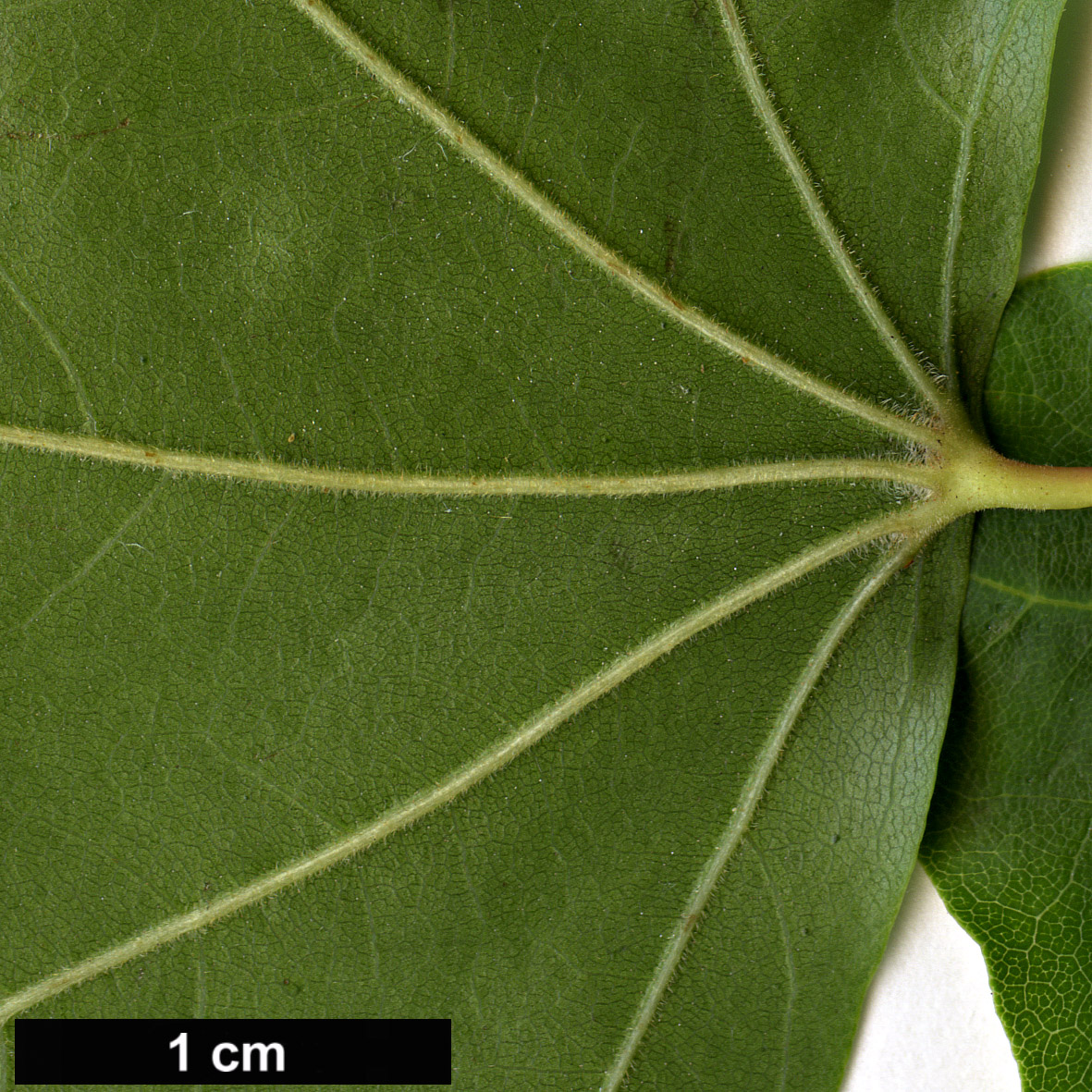High resolution image: Family: Sapindaceae - Genus: Acer - Taxon: cappadocicum - SpeciesSub: var. sinicum